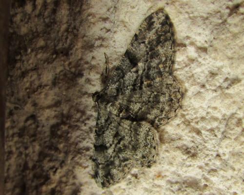 Peribatodes rhomboidaria